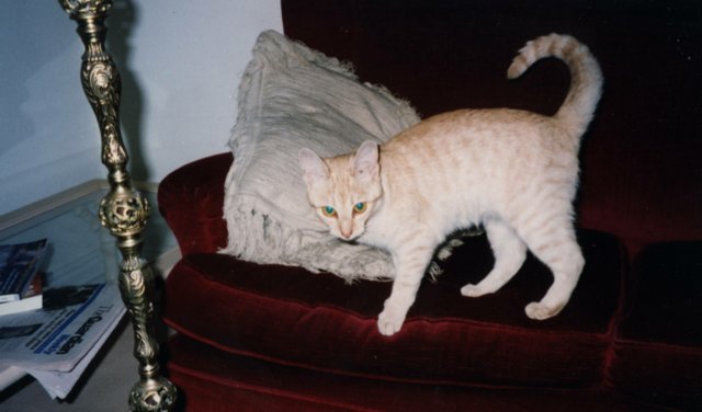 album104.jpg 
640 x 376 JPEG-compressed image 
(34,788 bytes)