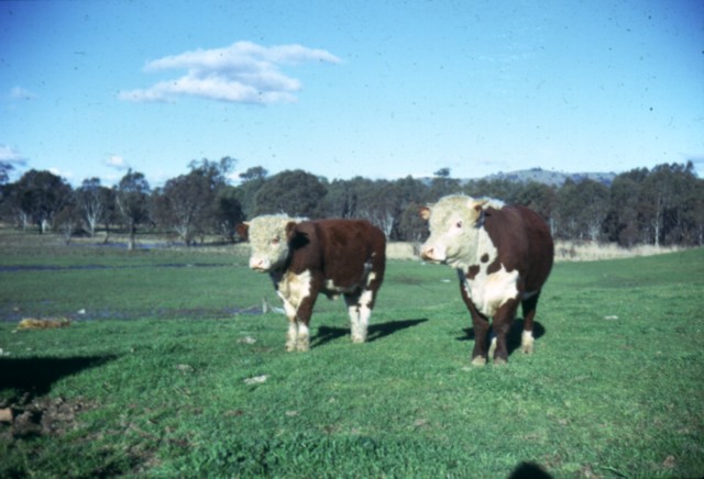 album295.jpg 
640 x 436 JPEG-compressed image 
(65,692 bytes)