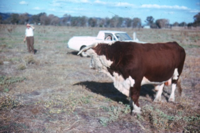 album298.jpg 
640 x 425 JPEG-compressed image 
(62,367 bytes)