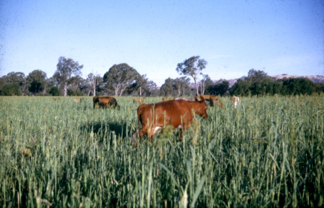 album635.jpg 
640 x 412 JPEG-compressed image 
(79,791 bytes)
