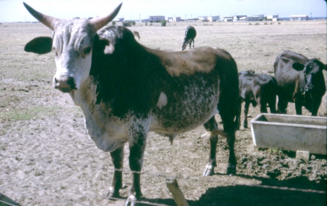 album906.jpg 
640 x 404 JPEG-compressed image 
(71,474 bytes)
