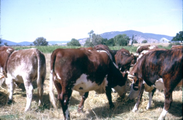 album934.jpg 
640 x 420 JPEG-compressed image 
(67,860 bytes)