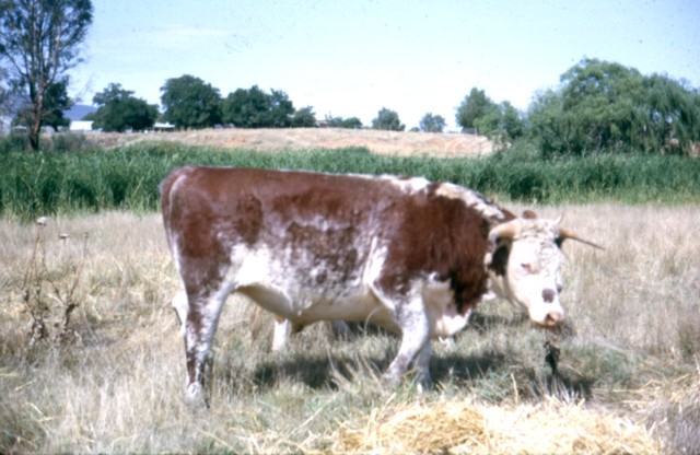 album935.jpg 
640 x 416 JPEG-compressed image 
(77,758 bytes)