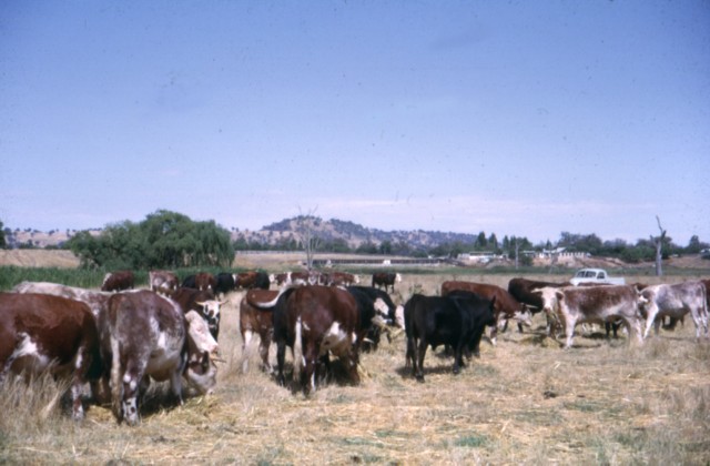 album937.jpg 
640 x 420 JPEG-compressed image 
(62,076 bytes)