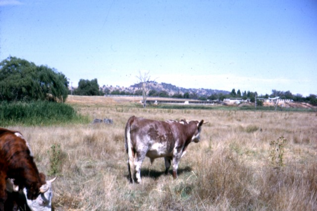 album938.jpg 
640 x 426 JPEG-compressed image 
(69,174 bytes)