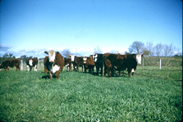 album943.jpg 
640 x 429 JPEG-compressed image 
(76,058 bytes)