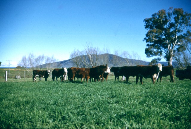 album944.jpg 
640 x 434 JPEG-compressed image 
(78,845 bytes)