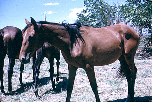 album948.jpg 
640 x 431 JPEG-compressed image 
(123,005 bytes)