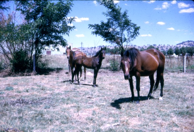 album963.jpg 
640 x 436 JPEG-compressed image 
(104,678 bytes)
