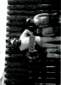 Preview of: 
album233.jpg 
462 x 640 JPEG-compressed image 
(68,387 bytes)
