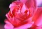 Preview of: 
album791.jpg 
640 x 440 JPEG-compressed image 
(89,313 bytes)