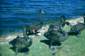Preview of: 
album843.jpg 
640 x 424 JPEG-compressed image 
(124,737 bytes)
