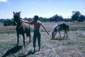 Preview of: 
album949.jpg 
640 x 434 JPEG-compressed image 
(127,130 bytes)