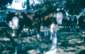 Preview of: 
album960.jpg 
640 x 409 JPEG-compressed image 
(81,043 bytes)