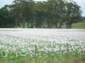 Preview of: 
tas020.jpg 
500 x 375 JPEG-compressed image 
(64,594 bytes)