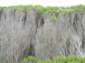 Preview of: 
tas026.jpg 
500 x 375 JPEG-compressed image 
(50,788 bytes)